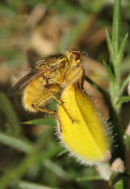 06-3743 Yellow Dung Fly (Scathophaga stercoraria) on Gorse
